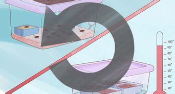 How to Keep Crickets Alive: 9 Steps (with Pictures) - wikiHow