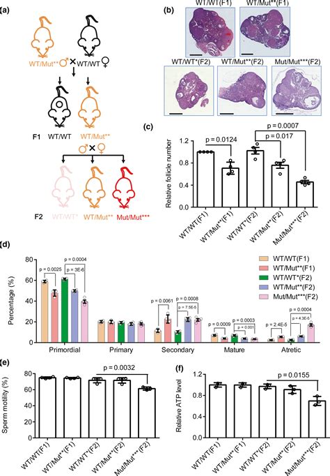 Mitochondrial Dna Mutation Exacerbates Female Reproductive Aging Via Impairment Of The Nadh Nad