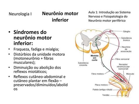 Sistema Nervoso Fisiopatologia Do Neurônio Motor Superior E