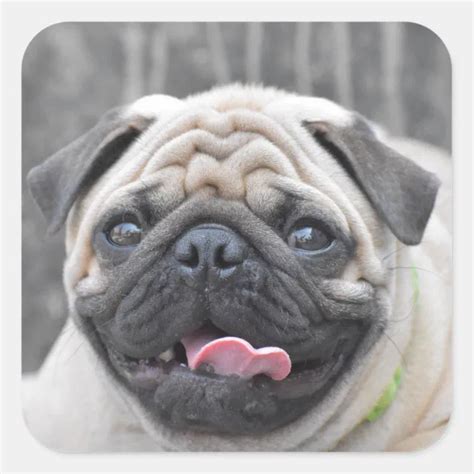 Pug Stickers | Zazzle