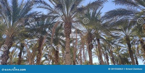 Date Palms in the Oasis City of Tozeur Tunisia Stock Image - Image of ...