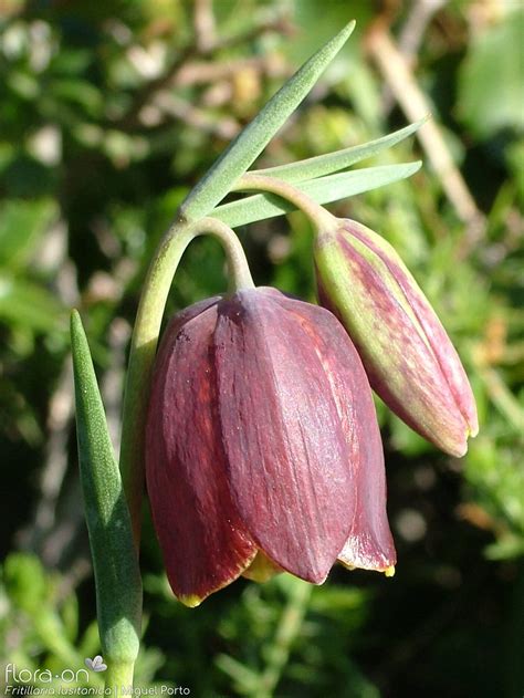 Fritillaria Lusitanica Flora On