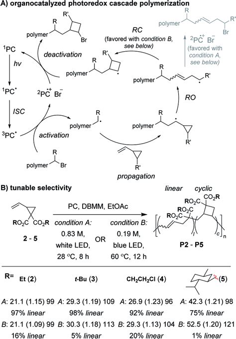 A Mechanism Of The Organocatalyzed Photoredox Cascade Polymerization