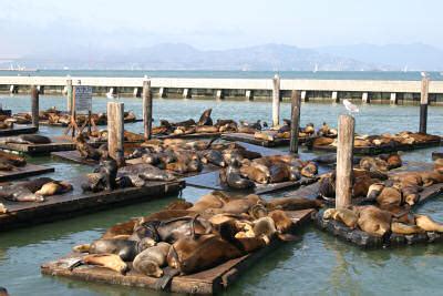 Fisherman's Wharf Sea Lions San Francisco California