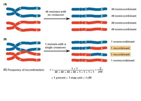 Gene Linkage Mapping And Sex Linked Genes Screen 8 On Flowvella