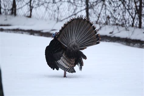 Wild Turkeys Wild Turkeys Meleagris Gallopavo Robert Engberg Flickr