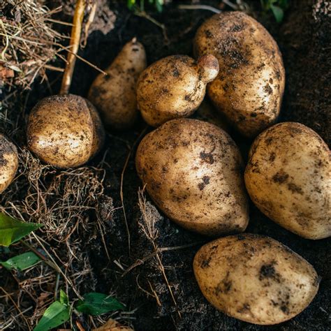 Where to buy seed potatoes to start growing your own spuds | Ideal Home