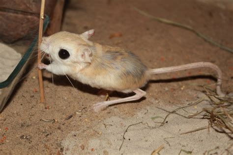 Jerbo De Egipto Animales Mascotas Mercafauna