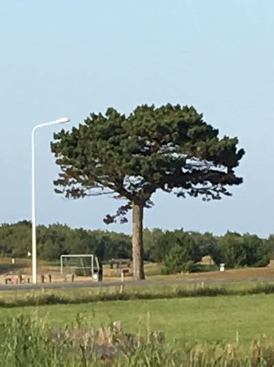 Sterreichische Schwarz Kiefer Hochstamm Pinus Nigra Ssp Nigra