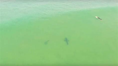 Drone Footage Shows Sharks Swimming Near Surfers