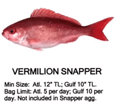 Vermilion Snapper - Stella Fishing Co.