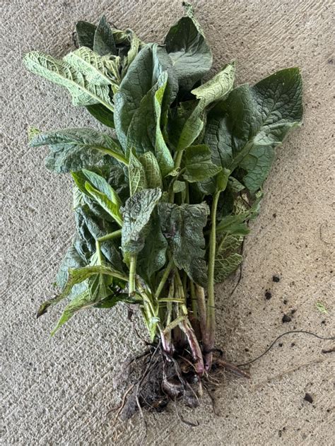 Comfrey Root Crown Cuttings Half A Pond Homestead