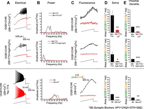 N Type And Pq Type Calcium Channel Mediated Calcium Oscillations In