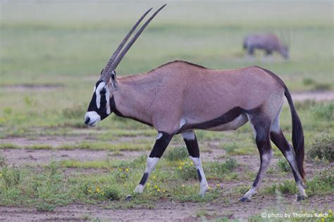 South African Oryx Oryx Gazella Info Details Facts And Images