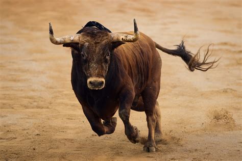 Corriendo De Toro Telegraph