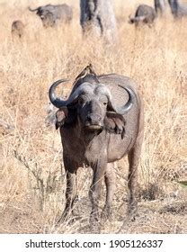 Cape Buffalo Zambia Africa Natural Habitat Stock Photo 1905126337 ...