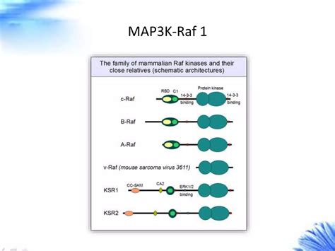 Erk Signaling Pathway Creative Diagnostics Ppt