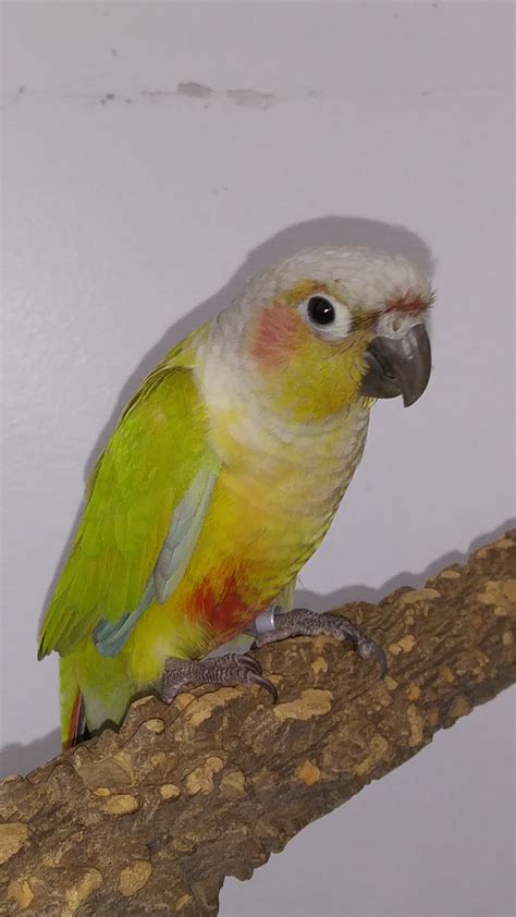 Diluted Green Cheek Conure - Pyrrhura molinae - Feathers N Friends ...