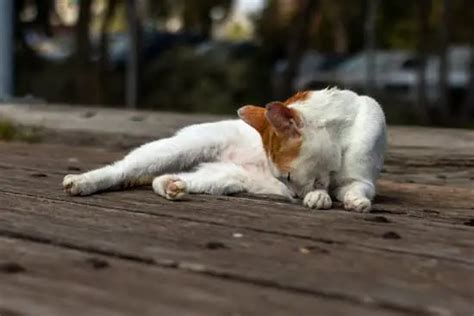 What Are Fleas on Cats? - pestwhisperer.com