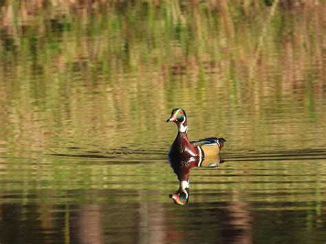 Un Pato Est Nadando En El Agua Con La Cabeza Verde Y Marr N En La