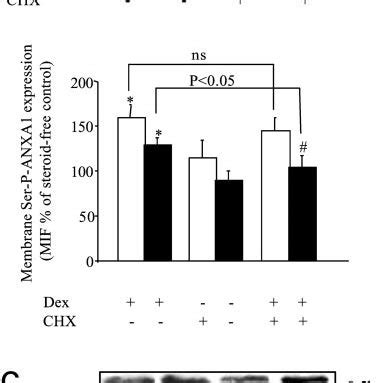 Effects Of Cycloheximide Chx M And Actinomycin D Act D G Ml