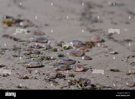 Group Of Aurelia Aurita Common Jellyfish Moon Jellyfish Moon Jelly