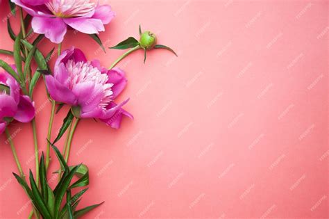 Premium Photo | Pink peonies on pink background background