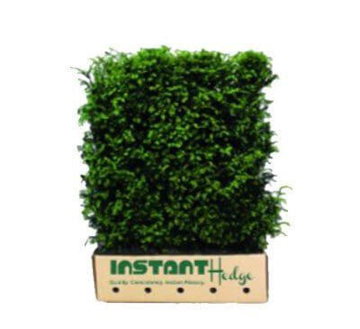 Types of Hedges | Buy Hedges Online at InstantHedge