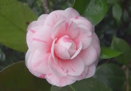 Camellia Japonica Countess Of Derby Mm Dawsons Garden World