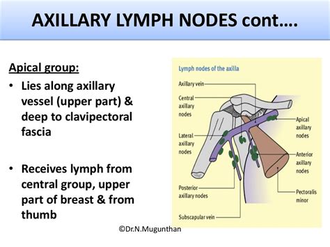 Venous Andlymphatic Drainage Of Upper Limb Drnmugunthan