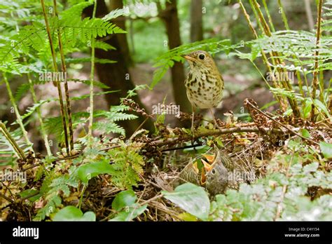 Hermit Thrush perching at Nest Stock Photo - Alamy