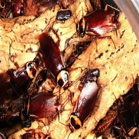 Types of Cockroaches: How to Identify Cockroach Species