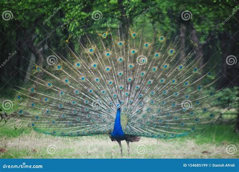 Dancing Peacock In A Rainy Forest A Peacock With Open Wings Stock Image