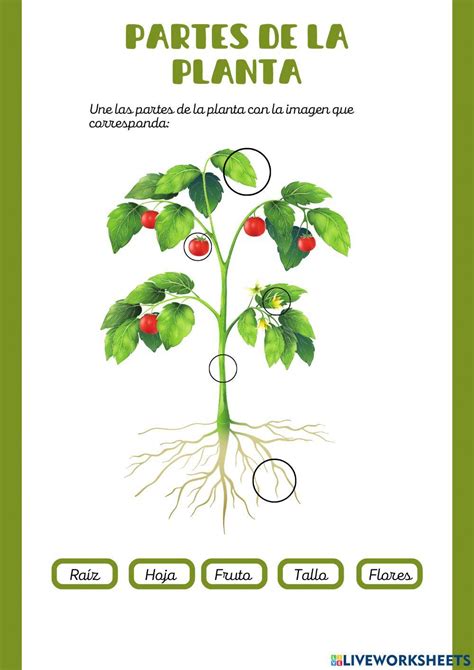 La Partes De La Planta Worksheet Live Worksheets