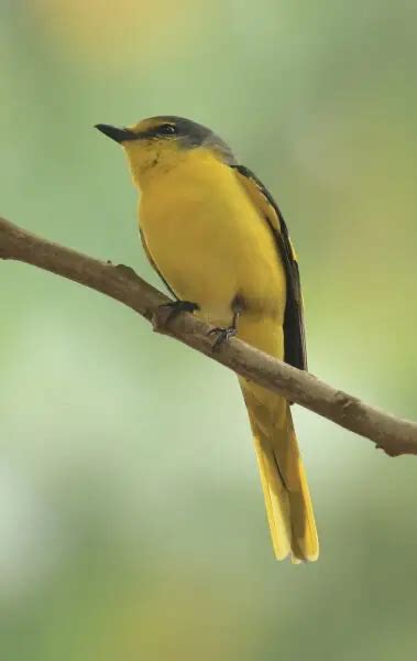 Scarlet minivet - Facts, Diet, Habitat & Pictures on Animalia.bio