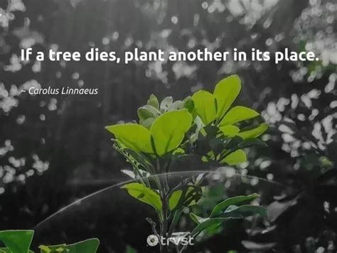 Tree Planting Quotes To Inspire You To Grow A Forest Tips Tree