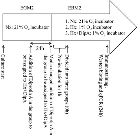 The scheme of the cell culture protocol. | Download Scientific Diagram