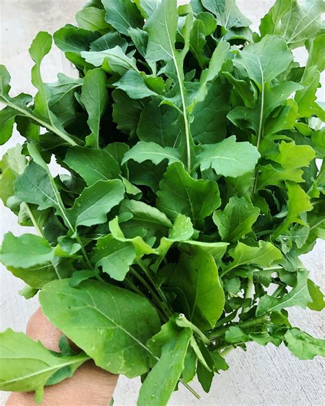 Rocket (Arugula) Seeds – Chilli Blossom Farm