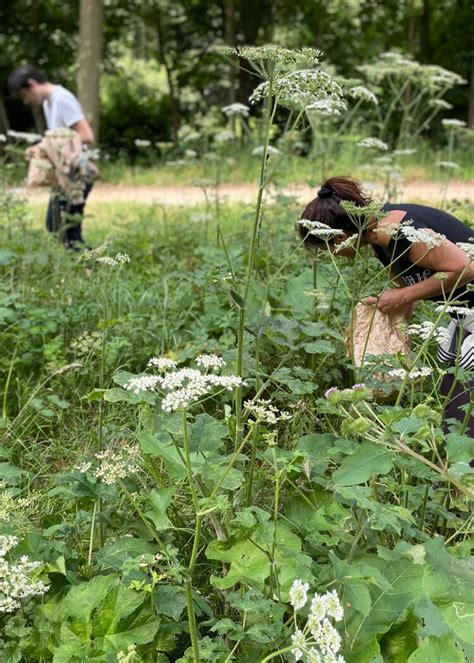 Cueillir Des Plantes Sauvages Ces R Gles D Or Respecter Pour