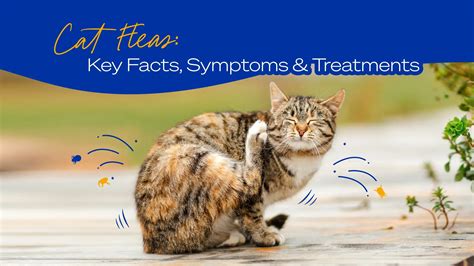 Cat Fleas: Key Facts, Symptoms & Treatments | Blog | Vetopia – Vetopia Online Store