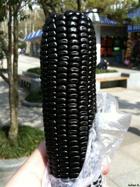 Black Aztec Sweet Corn 10 Seeds Zea Mays Excellent Cornmeal Fr