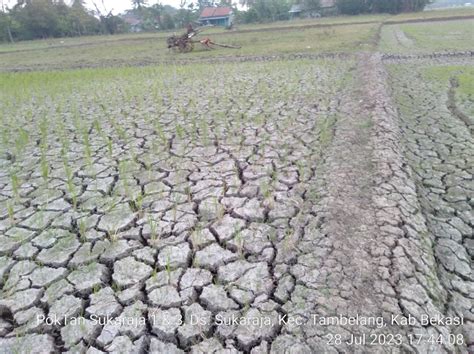 Fenomena El Nino Dinas Pertanian Temukan Sejumlah Lahan Dilanda