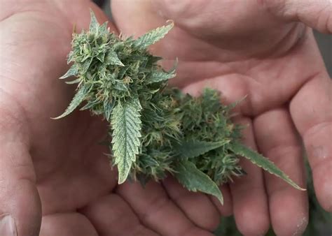 Important Tips in Harvesting Marijuana | Growing Marijuana Blog