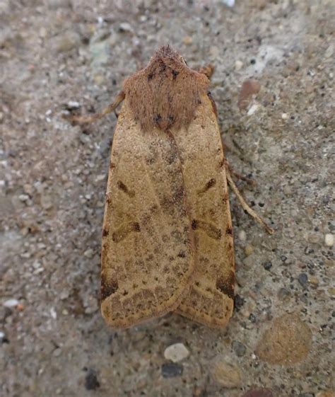 Beaded Chestnut Agrochola Lychnidis Suffolk Moths The Macro And