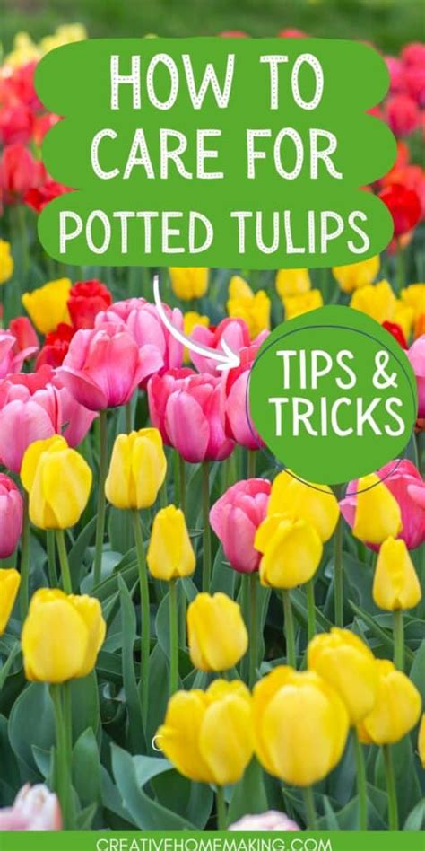 Care For Potted Tulips Tips For Keeping Your Blooms Beautiful