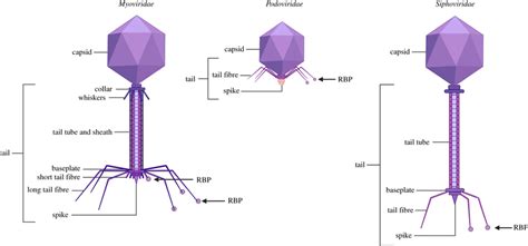 Tailed Bacteriophages The Caudovirales Order Consist Of Three