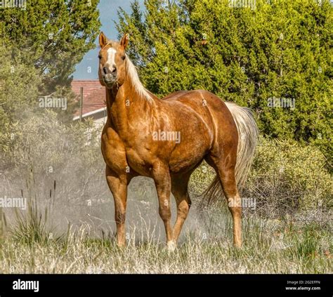 Golden Palomino Ranch Horse Stock Photo - Alamy