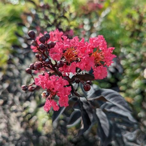 Lagerstroemia Indica Midnight Magic C L Tige M Tous Les Arbres