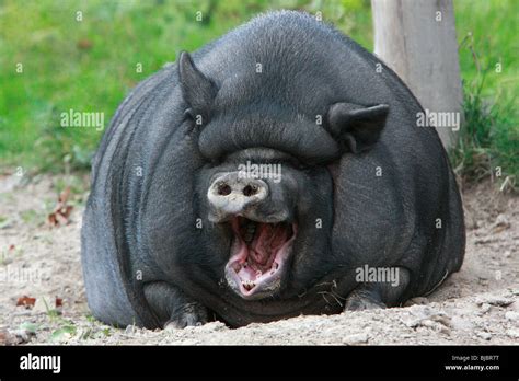 Vietnamese Pot Bellied Pig Yawning Stock Photo Alamy