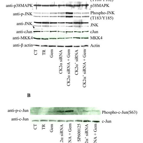 Effect Of Gemcitabine On The Cell Cycle Profile Of Human Pancreatic